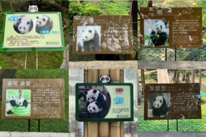 重庆动物园游玩攻略门票熊猫，重庆动物园好玩吗,门票多少钱?