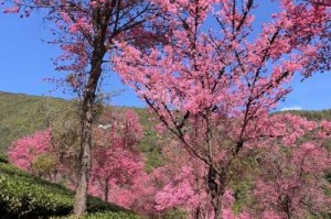 云南樱花季攻略_大理无量山樱花谷12月赏花指南，大理无量山樱花谷什么时候开樱花？