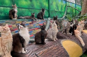 川藏线宠物攻略_能带宠物进藏及注意事项，川藏线自驾游可以带小孩吗