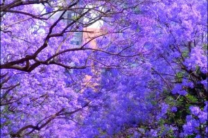 云南蓝花楹攻略_昆明教场中路5月拍照打卡，昆明蓝花楹大道视频？