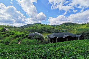 云南非遗体验攻略_扎染制作与普洱茶马古道？云南扎染艺术地域特征？