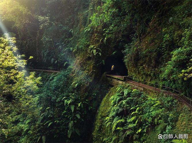 森林氧吧的重庆森林氧吧