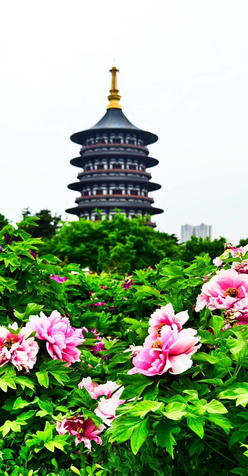 洛阳前十春季旅游景点