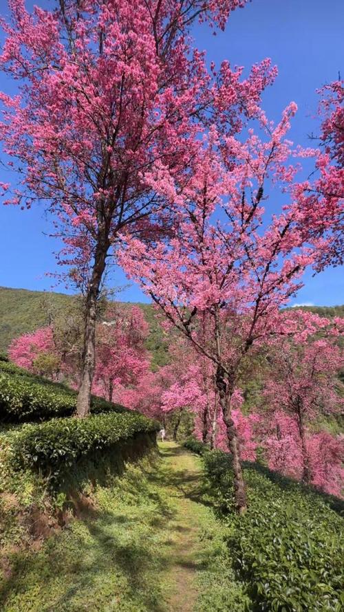 大理无量山冬樱花,错过了就得等一年!(附攻略)