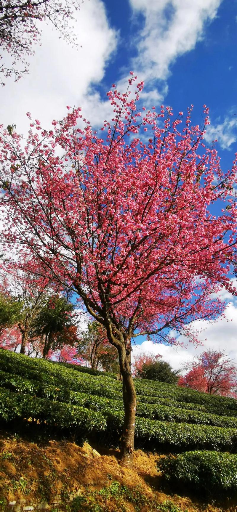 大理樱花谷什么时候去比较好?大理最值得去的小众景点