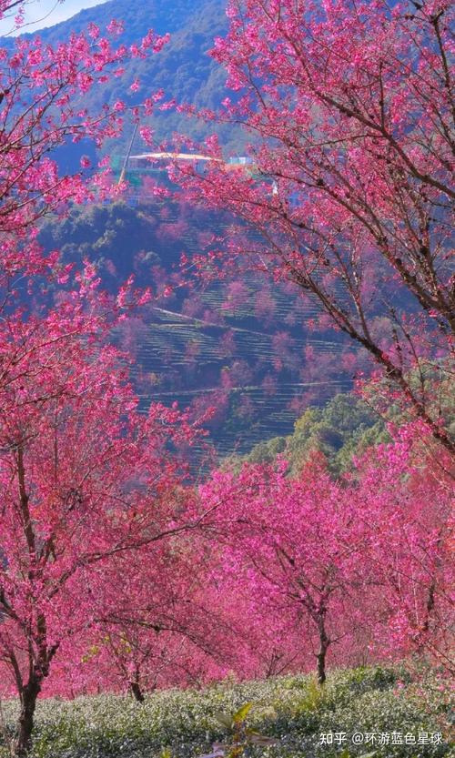 云南大理无量山樱花谷正式观赏期,今年不免费啦要收费50元门票