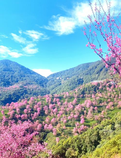 冬季去云南赏樱花最全攻略,比日本花期早3个月