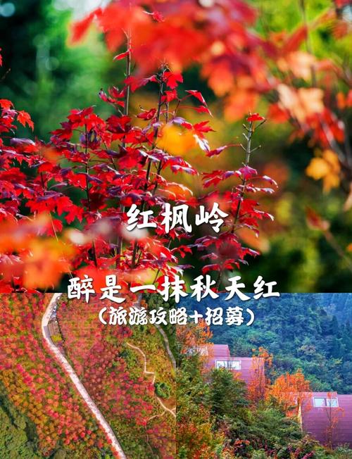 青岛赏秋地图青岛赏秋好地汇总|青岛秋季旅游