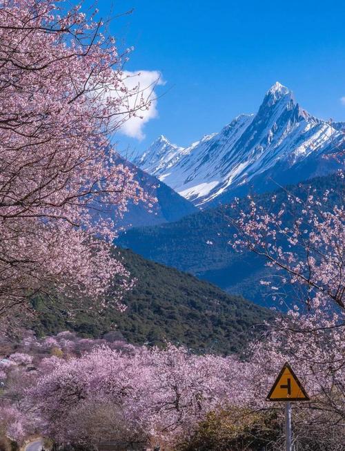 2024年西藏林芝看桃花宝藏全攻略,建议收藏