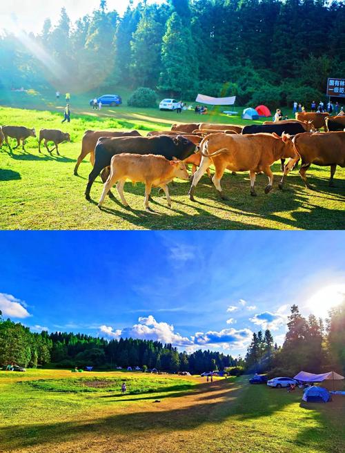 仙女山露营需要什么?