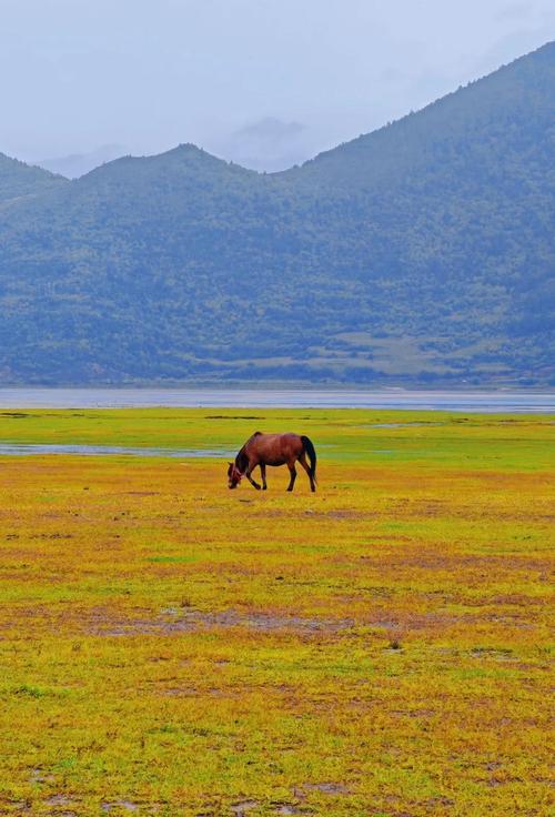 超详细的??松赞林寺+??纳帕海攻略??