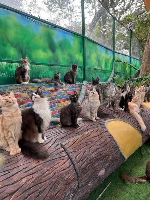 有哪些可以带宠物猫去自驾游的景点?