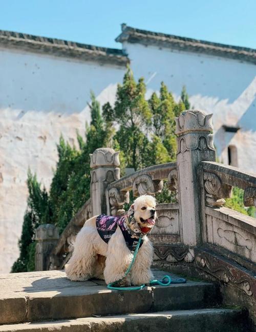 带狗去旅行-百人百宠挺进龙映山,千转百回尽享皖南川藏风光