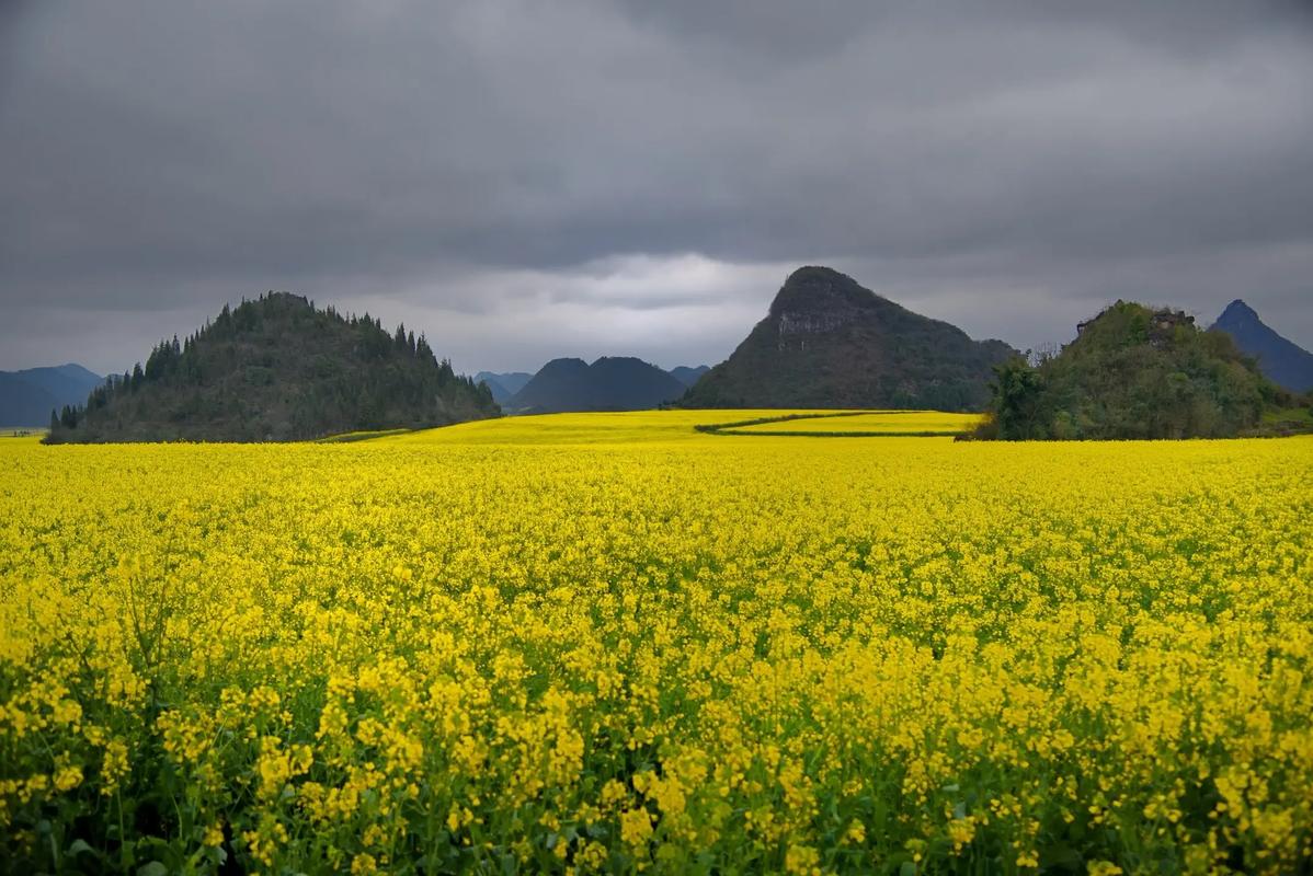 有什么去罗平金鸡峰丛景区游玩的攻略?