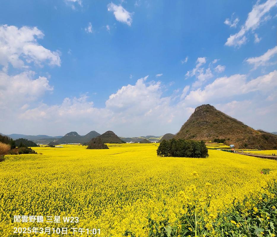 罗平油菜花几月份去比较好最佳观赏地点推荐
