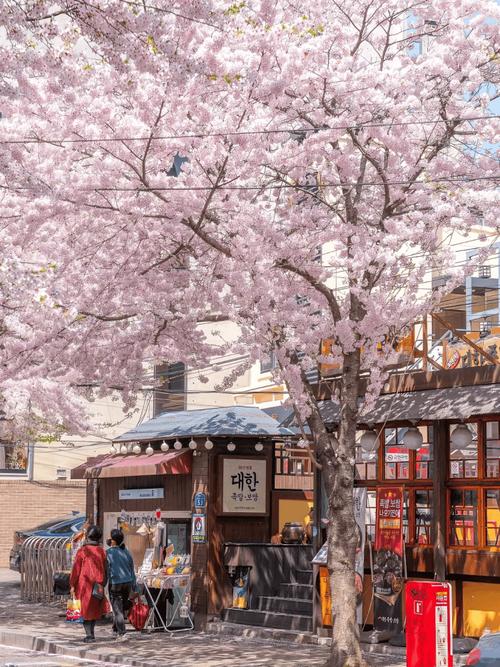 韩国镇海军港樱花节时间及活动信息