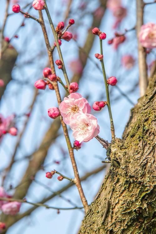 重庆园博园玩路线怎样走最合理