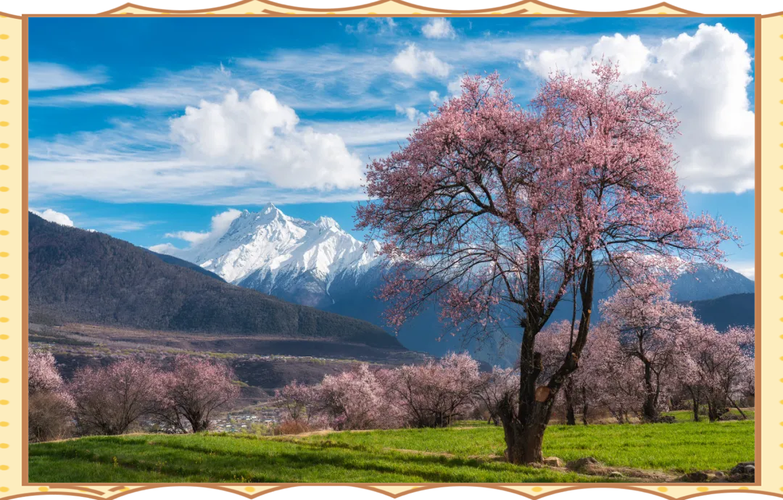 相约三月林芝桃花,共赴一场雪域盛宴