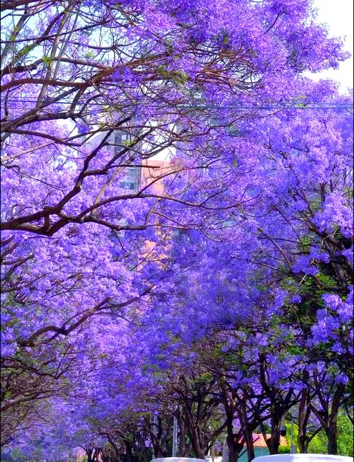 昆明蓝花楹最佳观赏地点