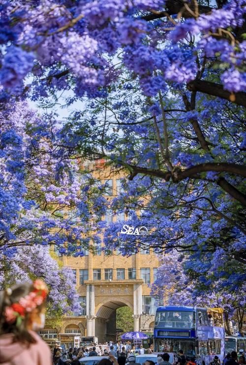 昆明蓝花楹在哪里具体位置