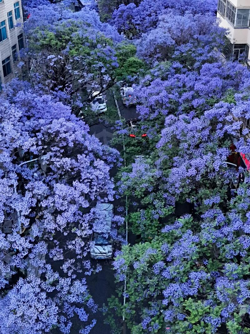昆明看蓝花楹比较好的地方九大赏花地点推荐