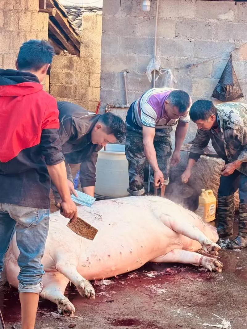 云南跟团游?不,杀猪线