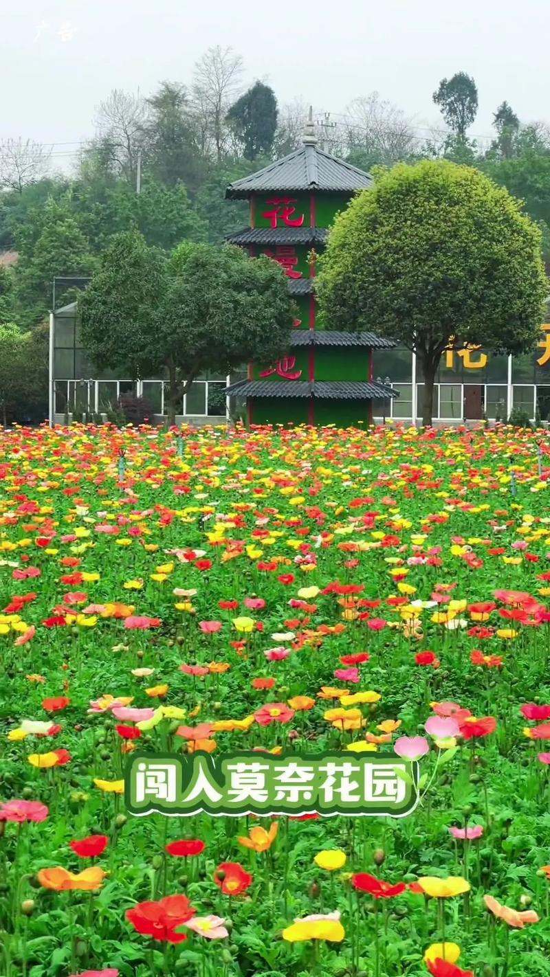 重庆哪些地方可以看花海