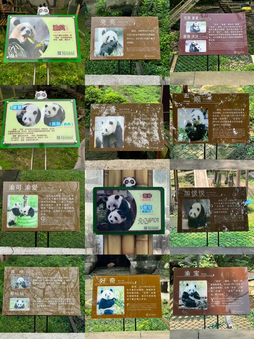 重庆动物园大熊猫介绍