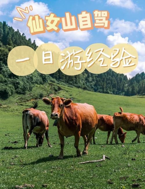 武隆仙女山游玩攻略