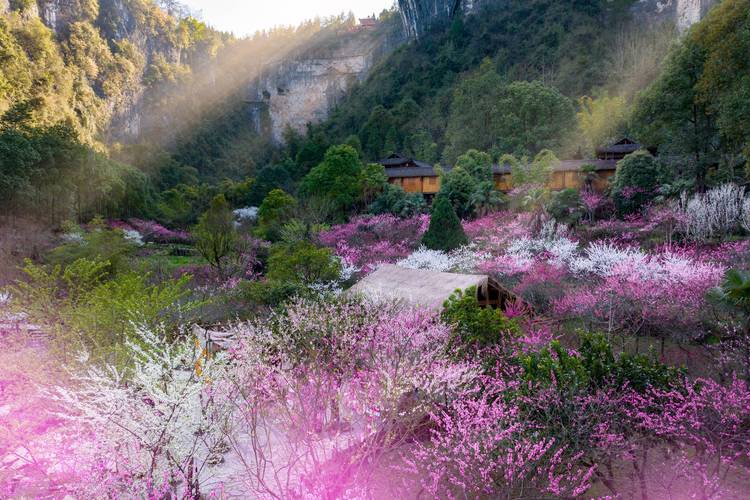 重庆这两天最美的风景